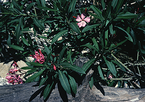 LEICA M3, SUMMICRON 2/50